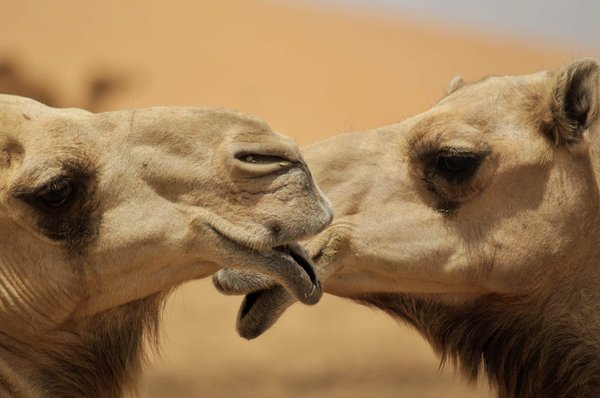 les jeux vidéo pour les fans de puzzles et d'énigmes